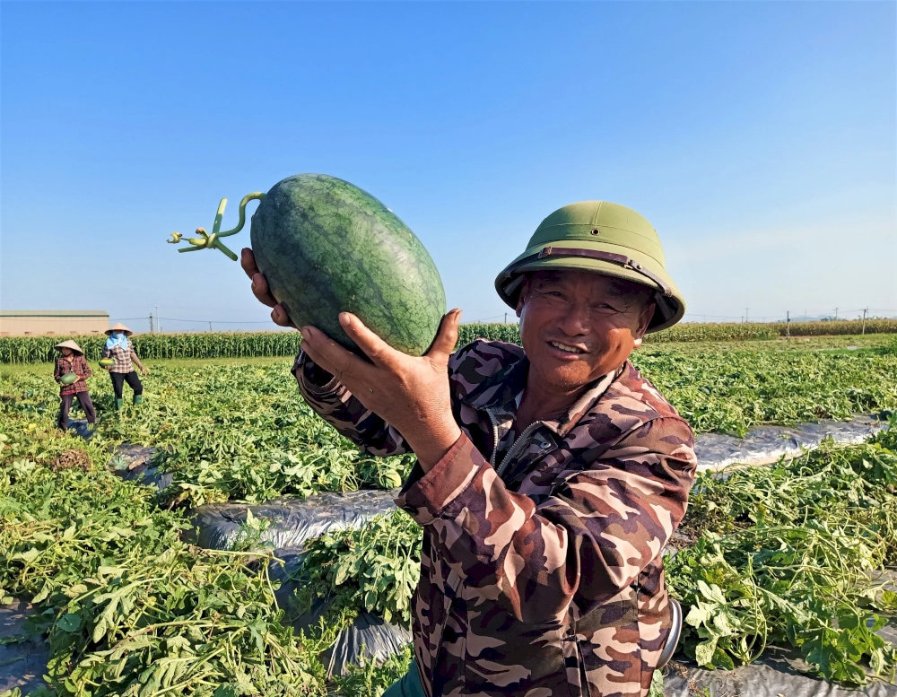 Dưa hấu Tứ Kỳ